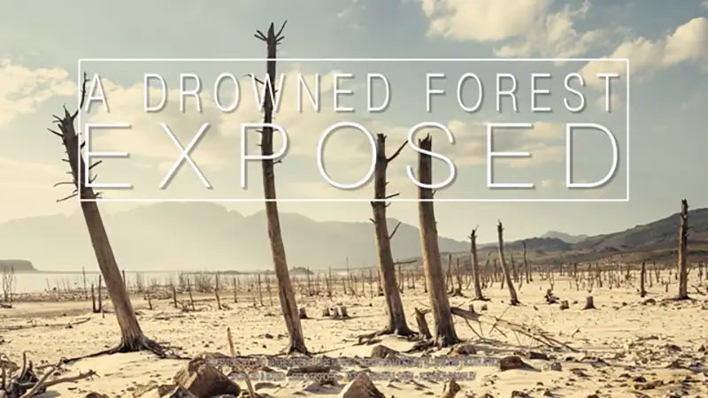 "A Drowned Forest Exposed", Time-lapse by Liesel Kershoff