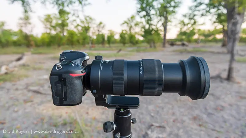 David Rogers Reviews The Sigma 60-600mm f/4.5-6.3 DG OS HSM Sports Lens