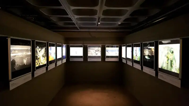 Exhibition: Save Our Seabirds Festival 2012