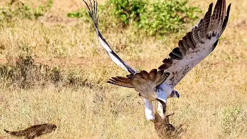 How Nadav Ossendryver Built A Global Wildlife Network