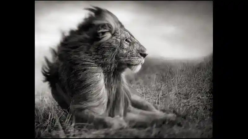 Inspiration: The Exceptional Work by Photographer Nick Brandt