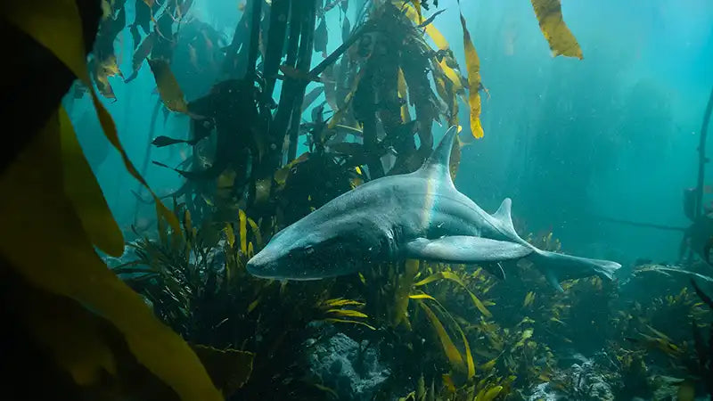 Into The Blue Abyss With Underwater Photographer Faine Loubser