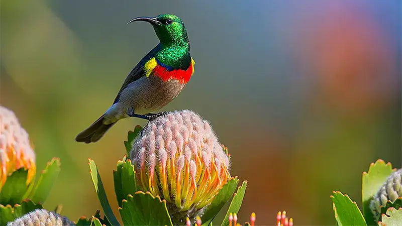 Kirstenbosch Competition: The Best Photos