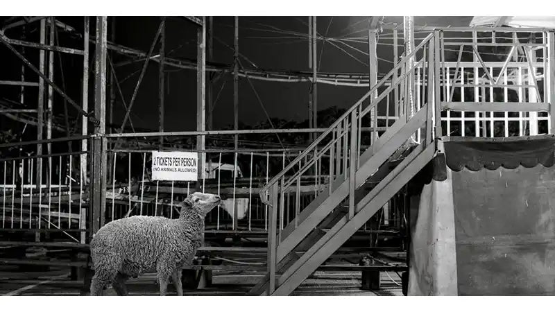 Portraits of a Sheep by Justin Dingwall