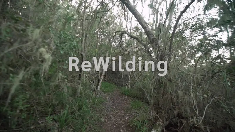 Rewilding: Bringing Hopeful Stories To Life With The Team Of ReWild Africa