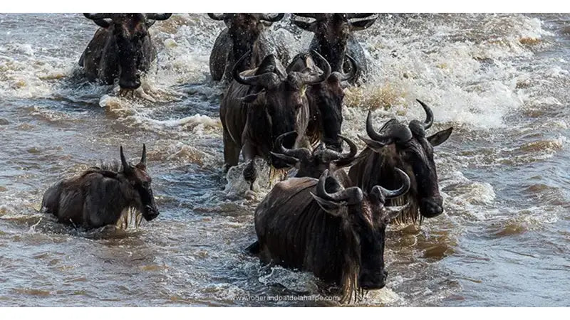 Shooting Mara River Wildebeest Crossings With The Nikon D810