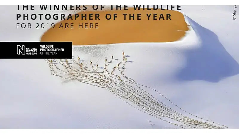 Winners of the Wildlife Photographer of the Year For 2019 Are Here