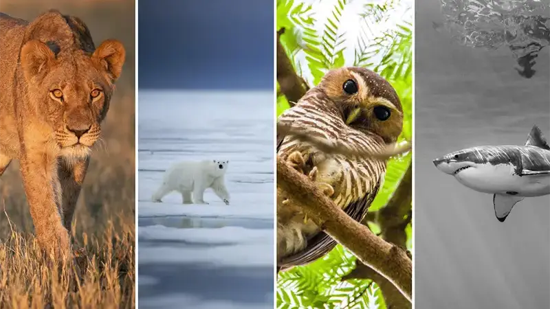 Winter Wildlife Photography: Get It Right With These Expert Tips